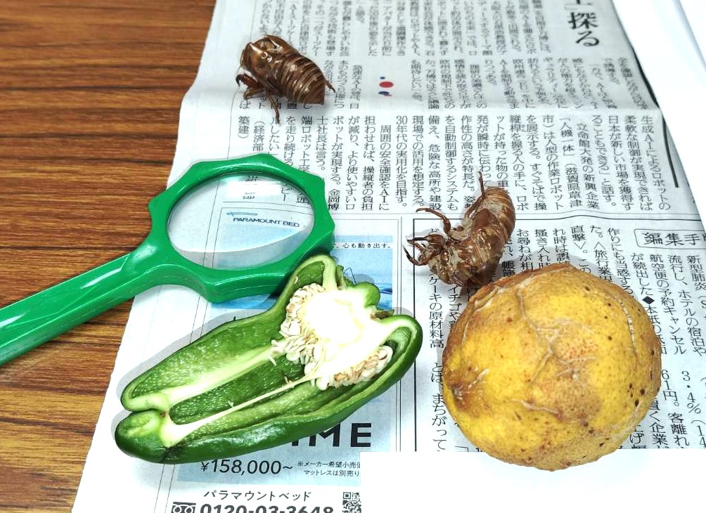 セミのぬけがらと観察道具